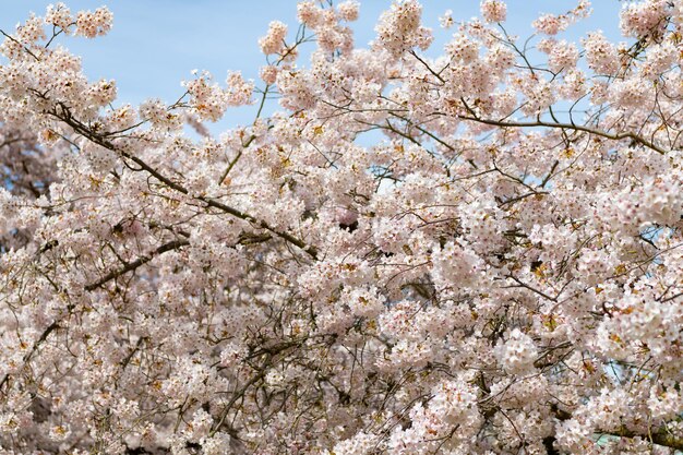 Sakura arbre fleur fleur nature fond au printemps