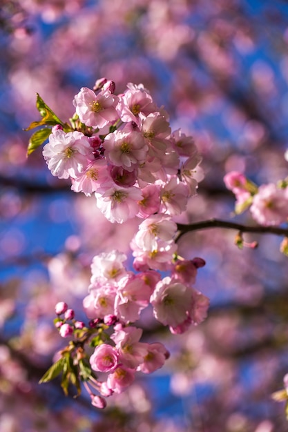 sakura arbre en fleur (gros plan)