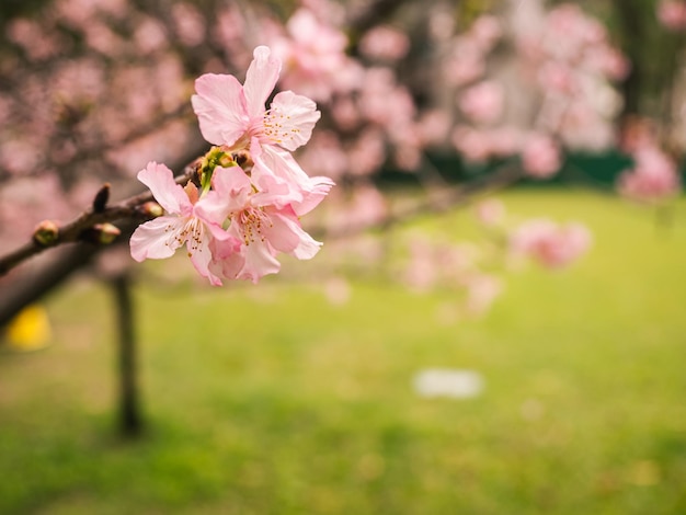 sakura arbres fleur de cerisier rose