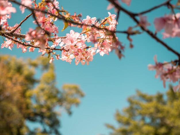 sakura arbres fleur de cerisier rose