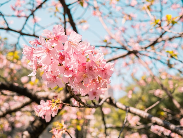 sakura arbres fleur de cerisier rose