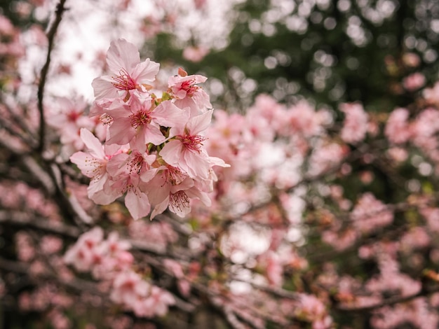 sakura arbres fleur de cerisier rose