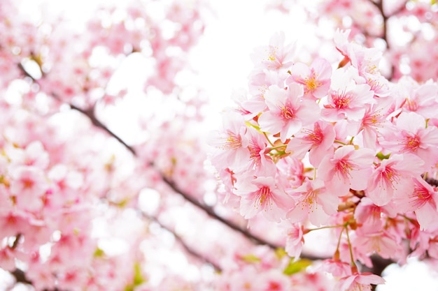 Photo sakura belle fleur de cerisier au japon