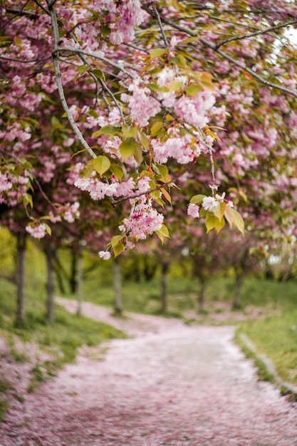 Sakura belle fleur de cerisier au printemps dans un parc central