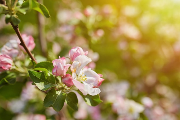 Sakura belle fleur de cerisier au printemps