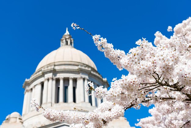 Sakura bloom et nous capitol Washington State Capitol Legislative Building