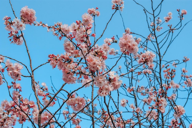 Sakura Blossom