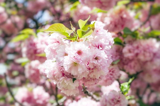 Sakura. Branche de fleur de cerisier