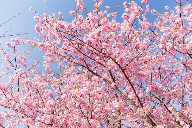 Sakura avec un ciel bleu