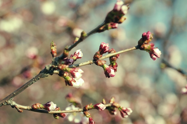 Sakura dans le jardin de printemps Fleurs roses