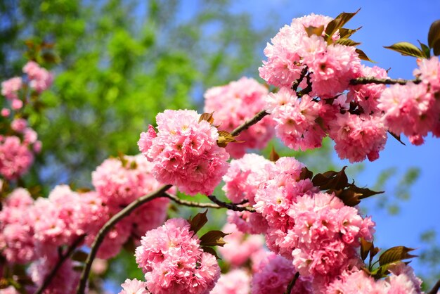 Sakura festival fleur de cerisier sacura cherrytree marguerite fleur floraison marguerite fleurs en prairie blos ...