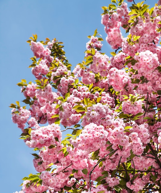 Sakura. Fleur de cerisier branc