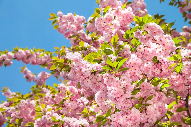 Sakura. Fleur de cerisier branc