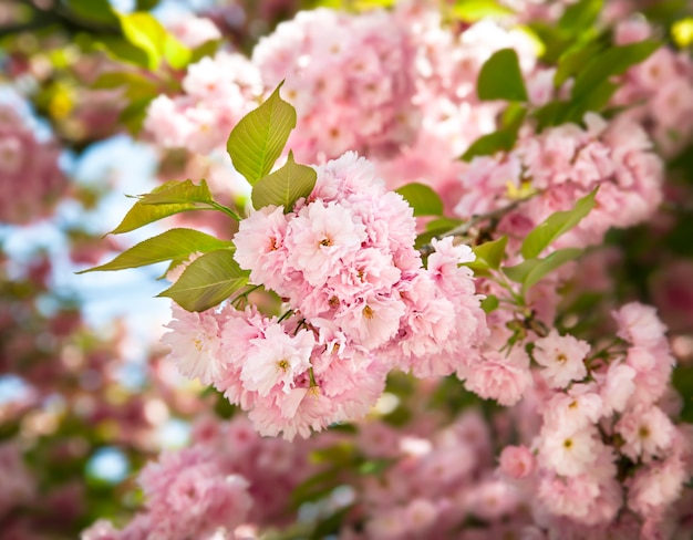 Sakura. Fleur de cerisier branc