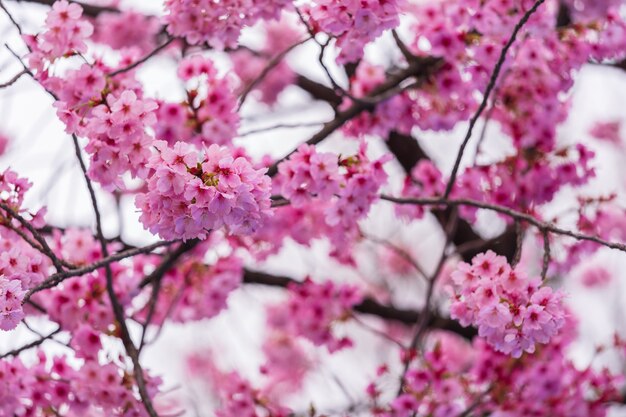 Sakura, fleur de cerisier en fleur au printemps