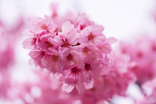 Sakura, fleur de cerisier en fleur au printemps