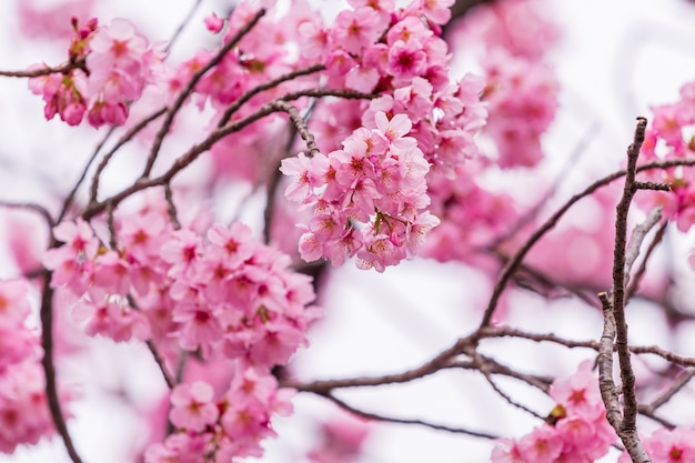 Sakura, fleur de cerisier en fleur au printemps