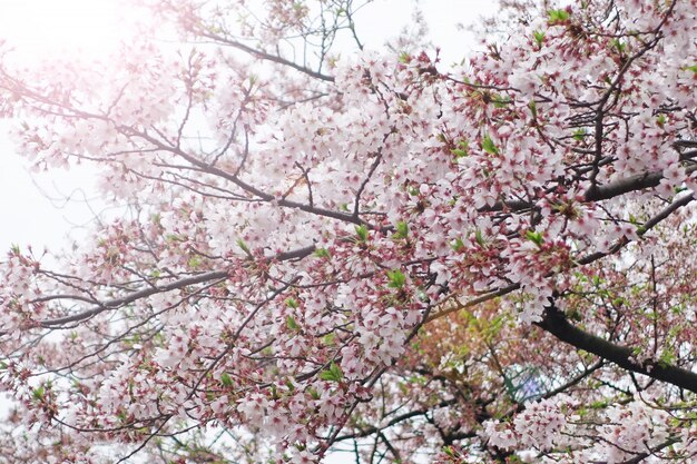 sakura fleur de cerisier fleur backgrund