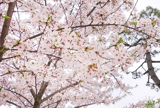 sakura fleur de cerisier fleur backgrund