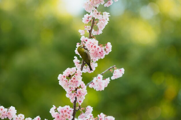 Sakura, fleur de cerisier rose au Japon au printemps.