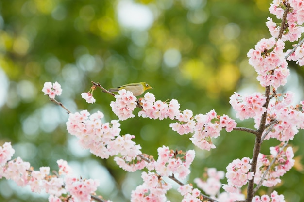 Sakura, fleur de cerisier rose au Japon au printemps.