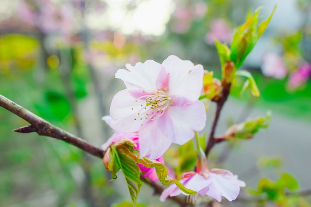 Sakura, fleur de cerisier rose au Japon au printemps.