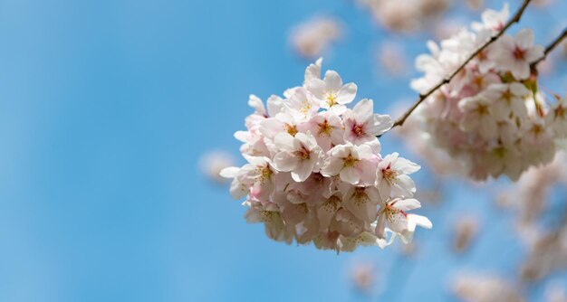 Sakura fleur tendre sur une branche d'arbre macro nature fond de ciel bleu avec espace de copie