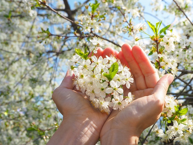 Sakura fleurit dans ses mains. Printemps les fleurs de cerisier.