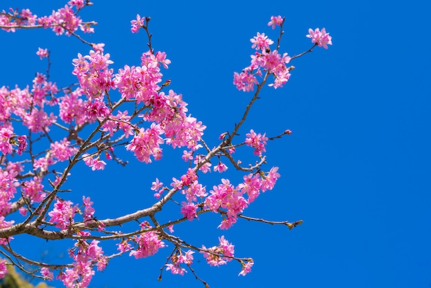 Sakura en fleurs sur la branche avec un ciel bleu au printemps