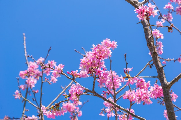 Sakura en fleurs sur la branche avec un ciel bleu au printemps