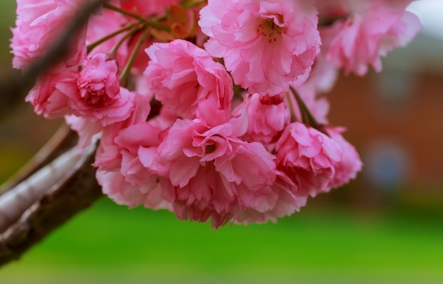 Sakura. Fleurs de cerisier Fleur de printemps rose