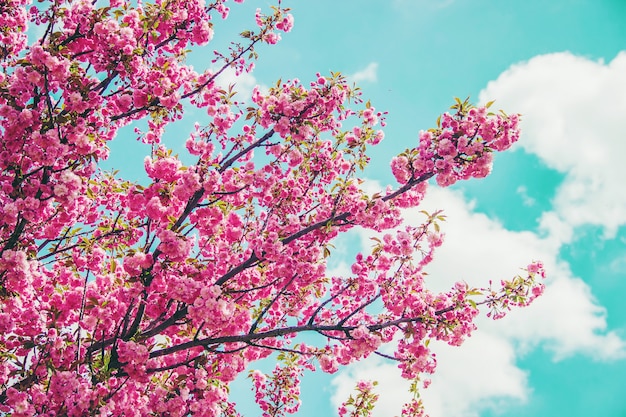 Sakura en fleurs dans le jardin botanique. mise au point sélective.