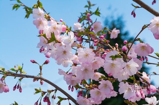 Sakura en fleurs dans le jardin