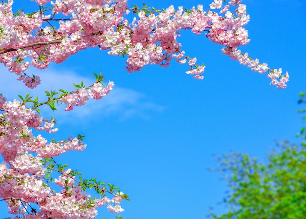 Sakura en fleurs avec des fleurs roses au printemps