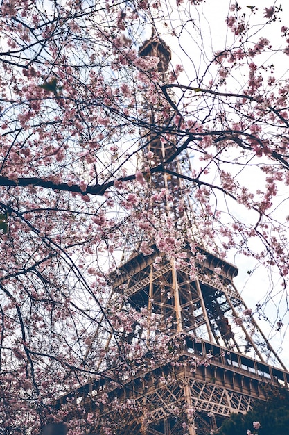 Sakura en fleurs sur fond de Tour Eiffel