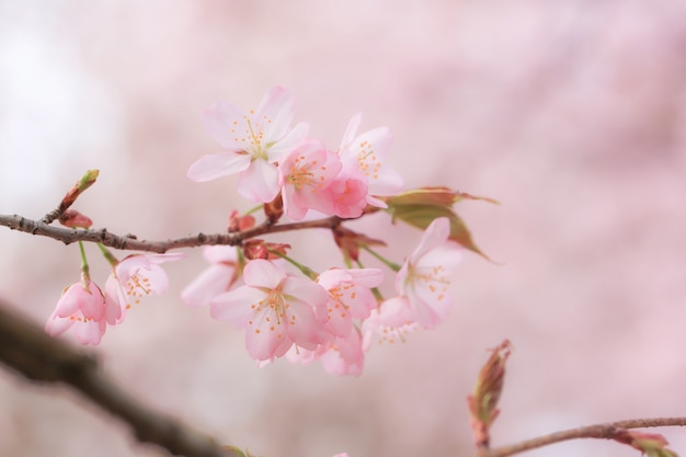 Sakura en fleurs, printemps doux fond. fleurs de pommier flou sélectif