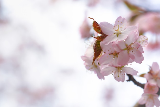 Sakura en fleurs, printemps doux fond. fleurs de pommier flou sélectif