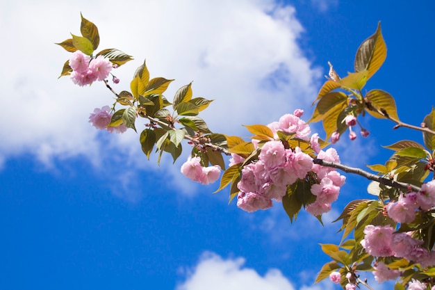 Sakura en fleurs rose contre le ciel bleu. Fermer. Concept de fleurs de printemps ou d'été.