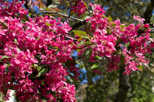 Sakura en fleurs roses dans le parc. Fermer.