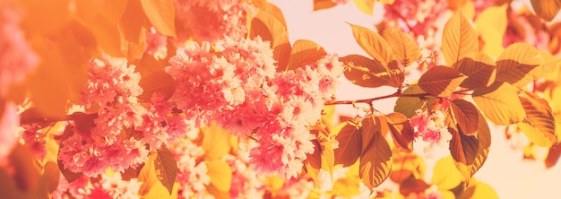 Photo sakura en fleurs vintage contre le ciel le matin bannière horizontale