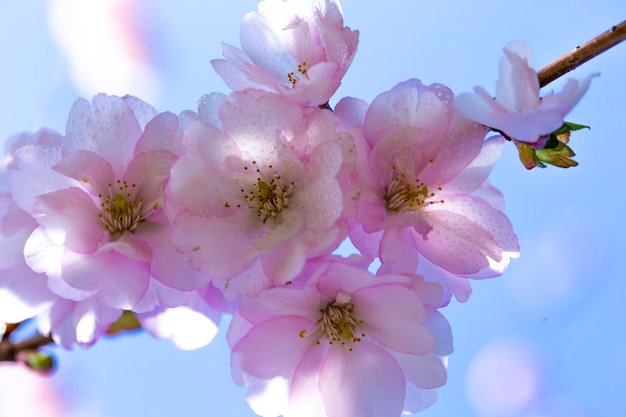 sakura en fleurs