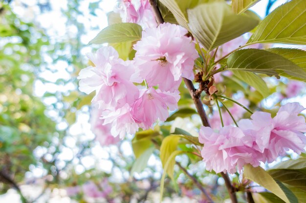 Sakura rose est en fleurs