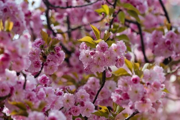 Sakura rose ou fleur de cerisier au printemps sur fond naturel japon