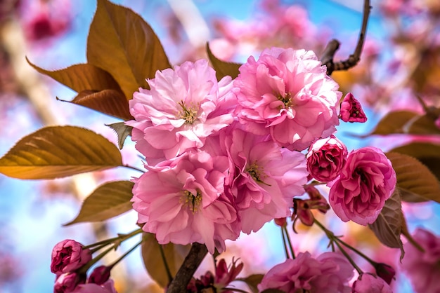 Sakura rose fleurit au printemps