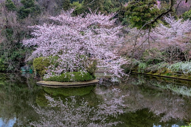 Sakura rose en fleurs dans un beau jardin Le festival traditionnel japonais du hanami