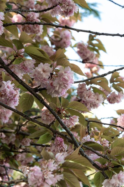 sakura rose fleurs gros plan de côté contre le ciel arboretum de sotchi sakura en russie