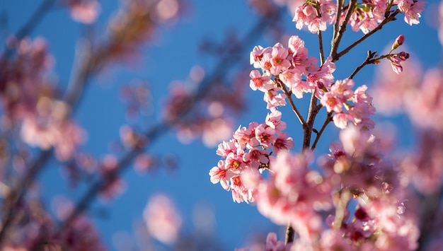 Sakura rose qui fleurit sur fond de ciel bleu