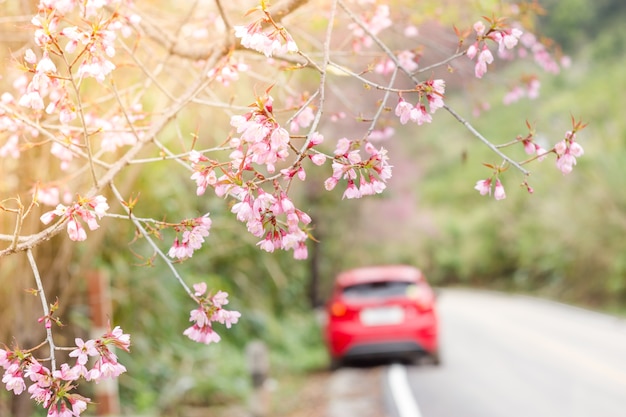 Sakura rose sur la route à Chingrai, en Thaïlande