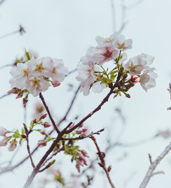 Sakura à Taiwan fleurit de février à mars