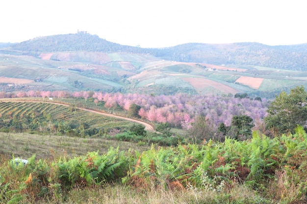 Sakura de la Thaïlande à la montagne de Phu Lom Lo, Loei, Thaïlande.